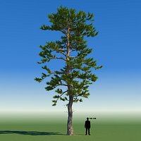 Japanese Red Pine Tree 04