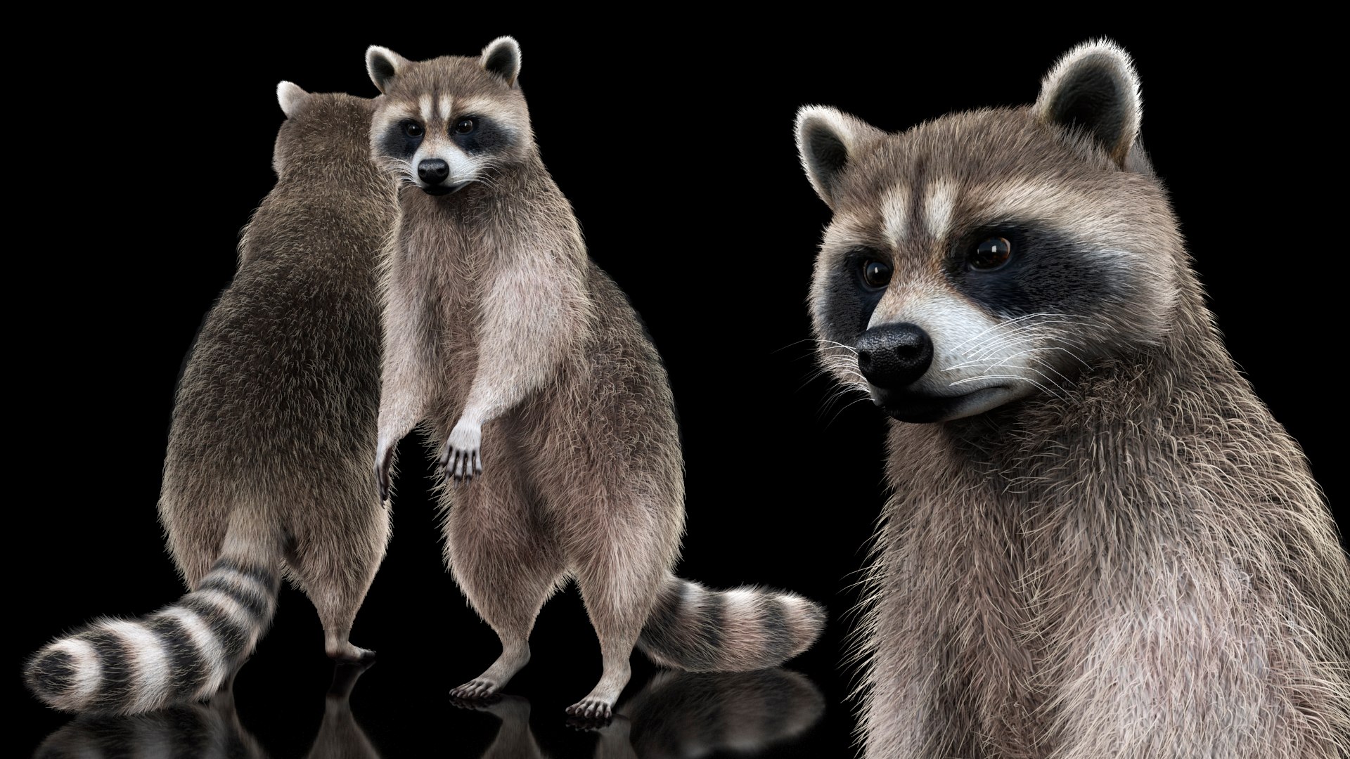 3D Raccoon with Towel Collection model https://p.turbosquid.com/ts-thumb/RH/yaBXWI/8U/raccoonwithtowelcollectionc4dmodel009/jpg/1664716159/1920x1080/fit_q87/6df721d120275e6cc45df3a347e7fdb93612703a/raccoonwithtowelcollectionc4dmodel009.jpg