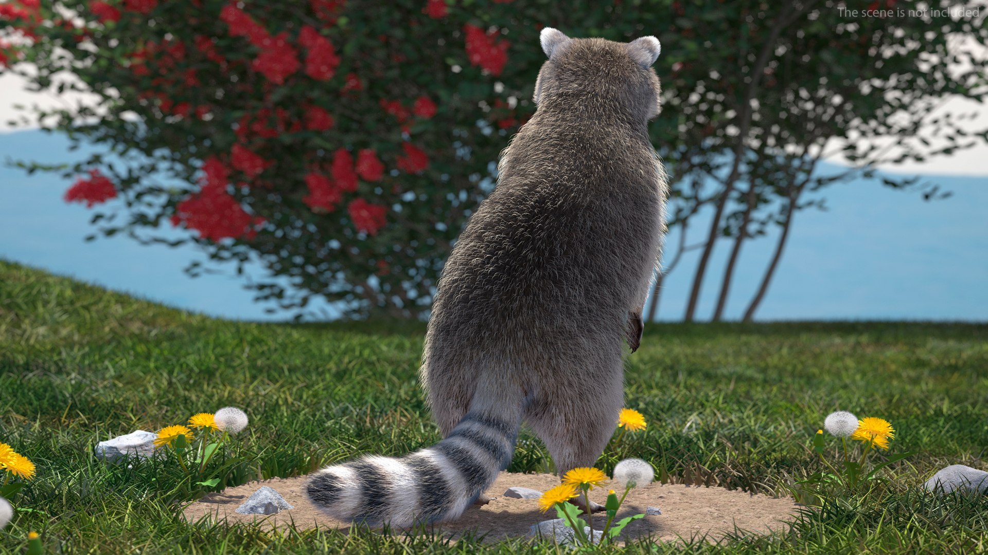 3D Raccoon with Towel Collection model https://p.turbosquid.com/ts-thumb/RH/yaBXWI/AU/raccoonwithtowelcollectionc4dmodel004/jpg/1664716133/1920x1080/fit_q87/372031a083ff4ee53cc6f5f6a6ffcfcc21d825c0/raccoonwithtowelcollectionc4dmodel004.jpg
