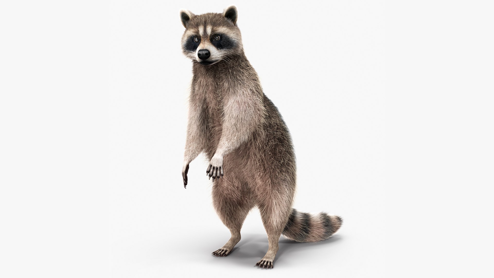 3D Raccoon with Towel Collection model https://p.turbosquid.com/ts-thumb/RH/yaBXWI/E3/raccoonwithtowelcollectionc4dmodel002/jpg/1664716122/1920x1080/fit_q87/6bd42aaf6a2bcb7bebee829088725b38a746b2f9/raccoonwithtowelcollectionc4dmodel002.jpg