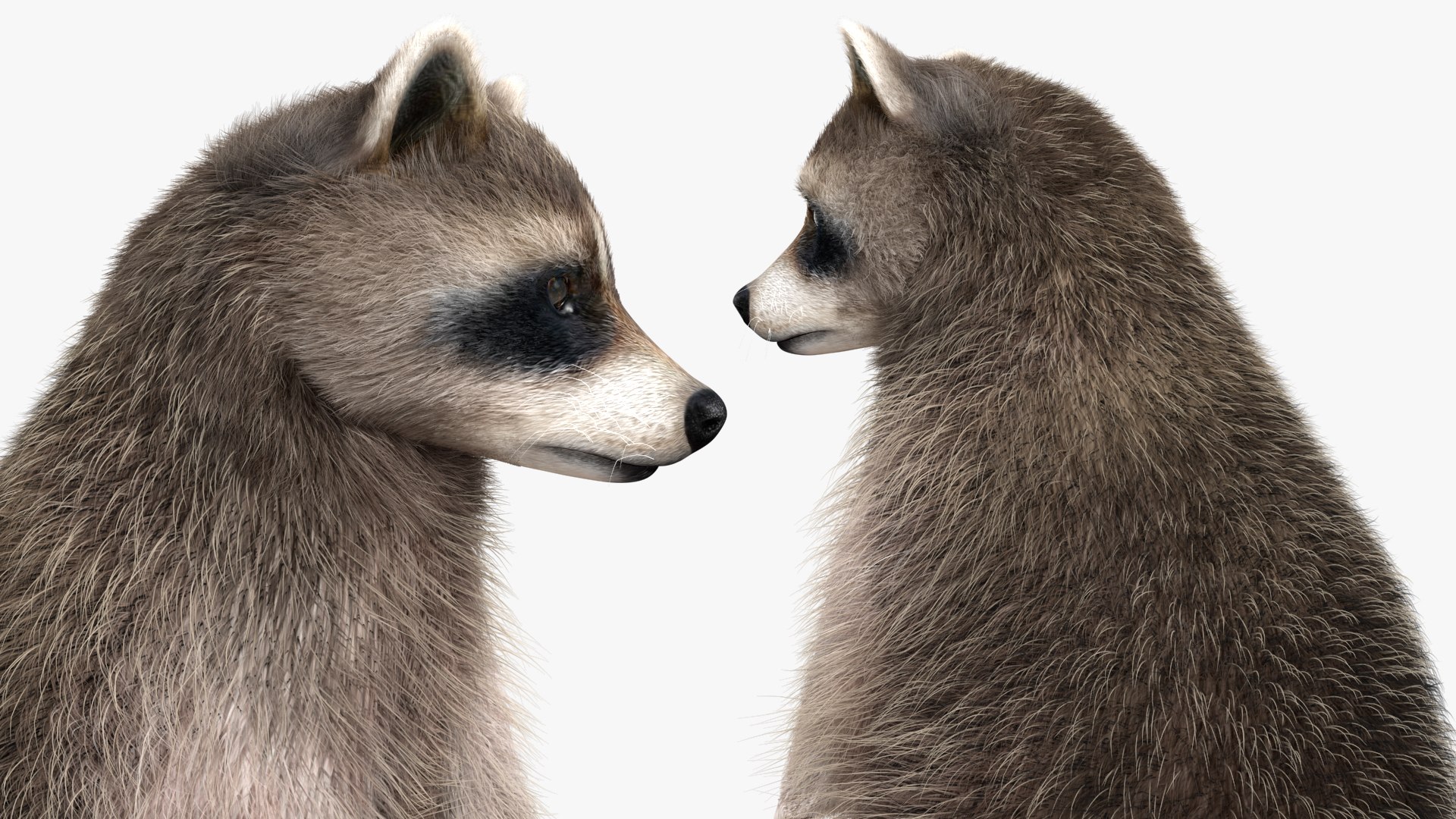 3D Raccoon with Towel Collection model https://p.turbosquid.com/ts-thumb/RH/yaBXWI/GV/raccoonwithtowelcollectionc4dmodel013/jpg/1664716175/1920x1080/fit_q87/520d37945f79ced20f01165bb3616b74063a4bf4/raccoonwithtowelcollectionc4dmodel013.jpg
