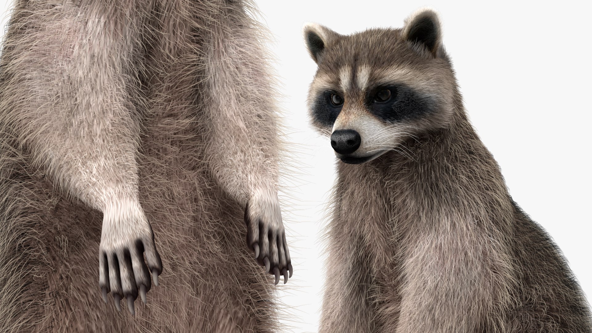 3D Raccoon with Towel Collection model https://p.turbosquid.com/ts-thumb/RH/yaBXWI/Ll/raccoonwithtowelcollectionc4dmodel012/jpg/1664716171/1920x1080/fit_q87/030df7877fd2bd3e94b63386e51775e7dad76bab/raccoonwithtowelcollectionc4dmodel012.jpg