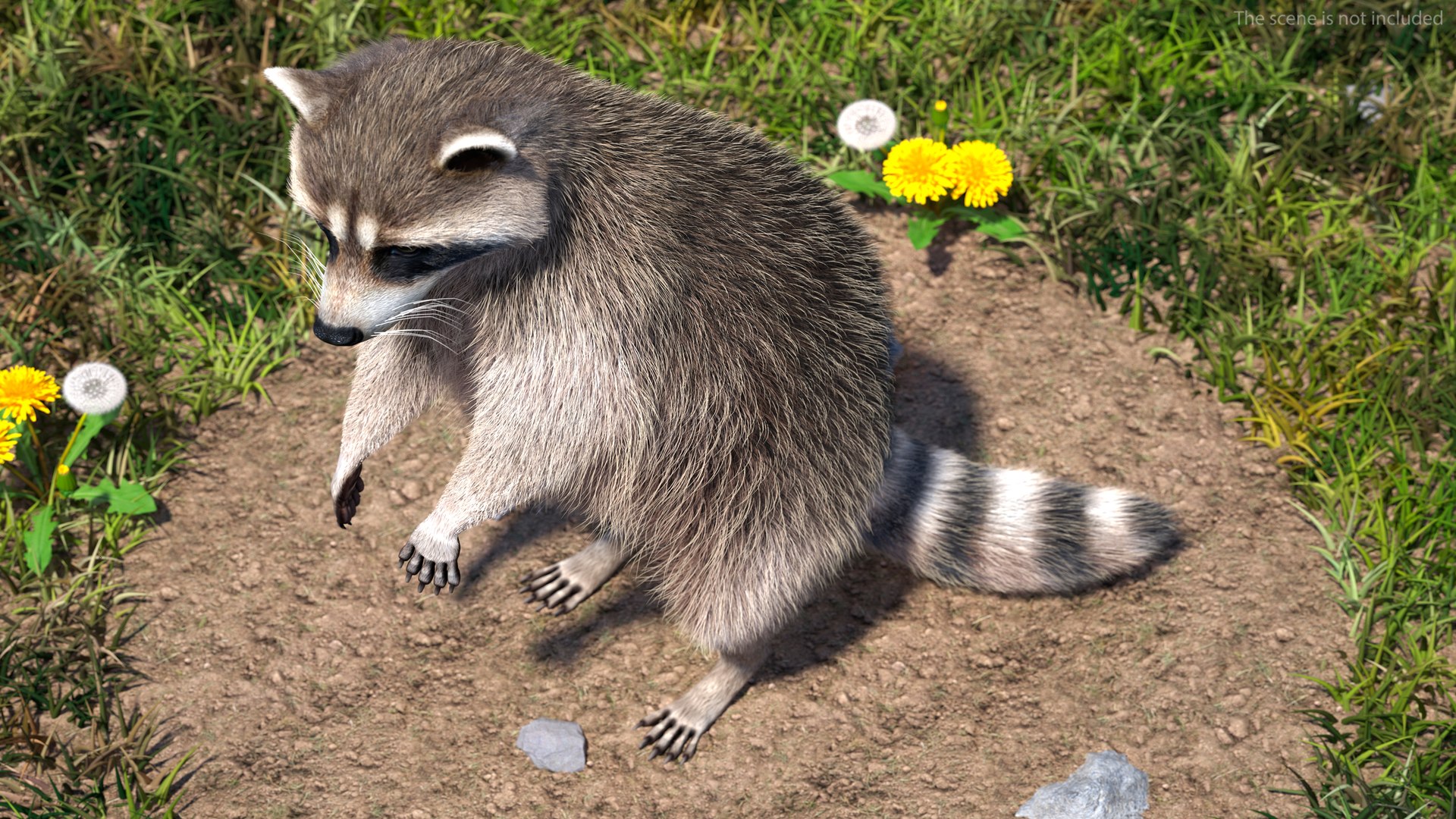 3D Raccoon with Towel Collection model https://p.turbosquid.com/ts-thumb/RH/yaBXWI/MW/raccoonwithtowelcollectionc4dmodel006/jpg/1664716144/1920x1080/fit_q87/1f1b275c7b84628b548c5bfb13908bdd3a94589b/raccoonwithtowelcollectionc4dmodel006.jpg