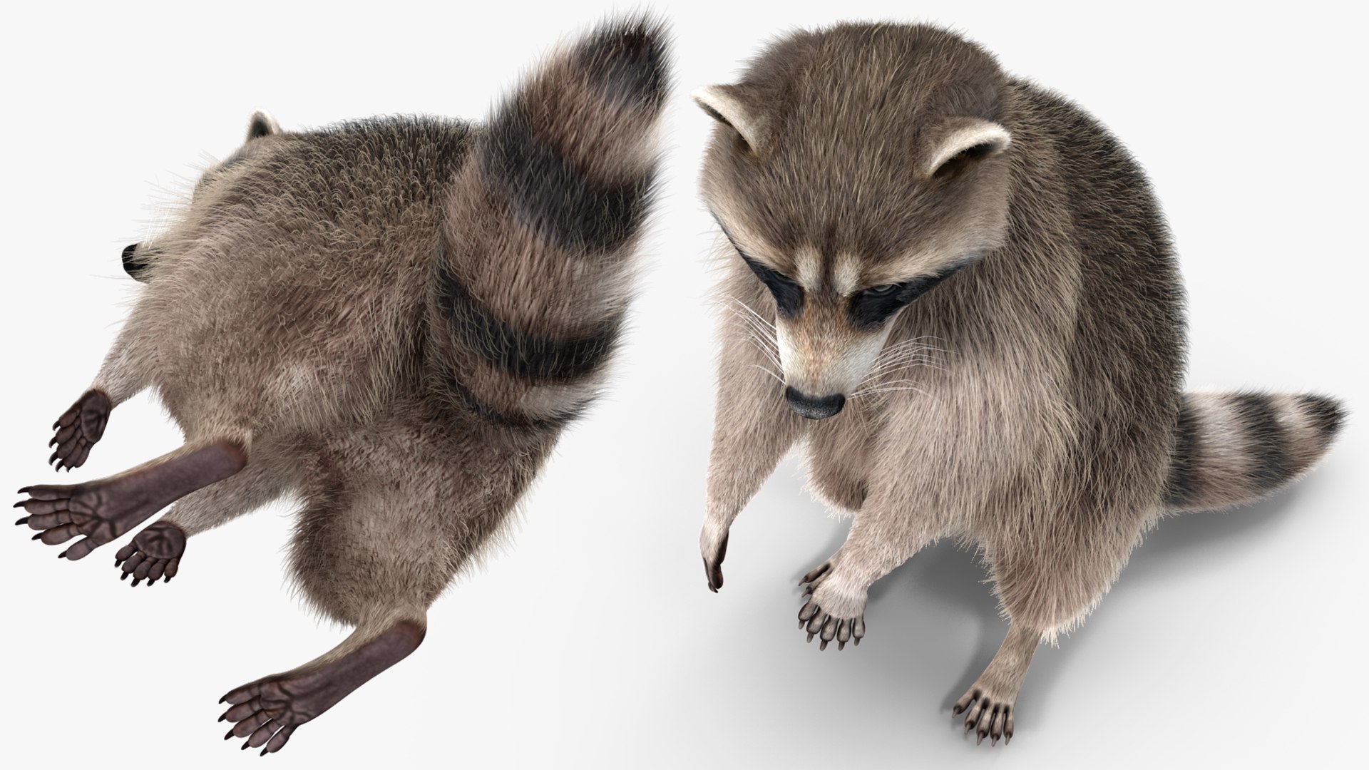 3D Raccoon with Towel Collection model https://p.turbosquid.com/ts-thumb/RH/yaBXWI/Om/raccoonwithtowelcollectionc4dmodel015/jpg/1664716183/1920x1080/fit_q87/19f069bba1cc3e8220237e0125fd8cce6ee51959/raccoonwithtowelcollectionc4dmodel015.jpg