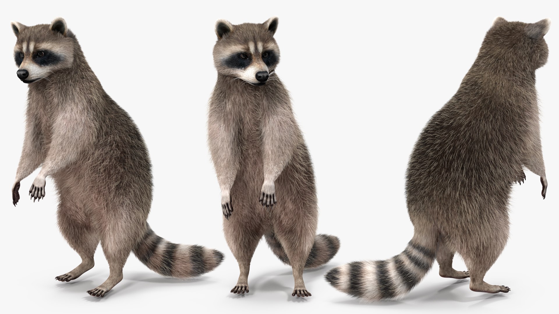 3D Raccoon with Towel Collection model https://p.turbosquid.com/ts-thumb/RH/yaBXWI/cY/raccoonwithtowelcollectionc4dmodel011/jpg/1664716167/1920x1080/fit_q87/3c18dbb06e5709f343f971aa5d1bff565cdff051/raccoonwithtowelcollectionc4dmodel011.jpg