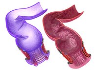 Human anatomy : rectum and hemorrhoids