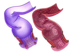 Human anatomy : rectum and hemorrhoids