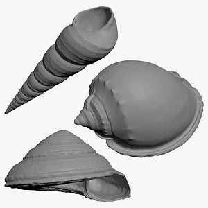 Seashell for 3D Print Collection 2 model