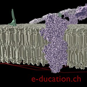 3d biological membrane transport