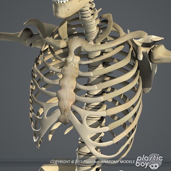 Rigged human female skeletal 3D model - TurboSquid 1333815