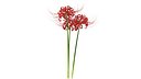 Spider Lily Flowers Bouquet