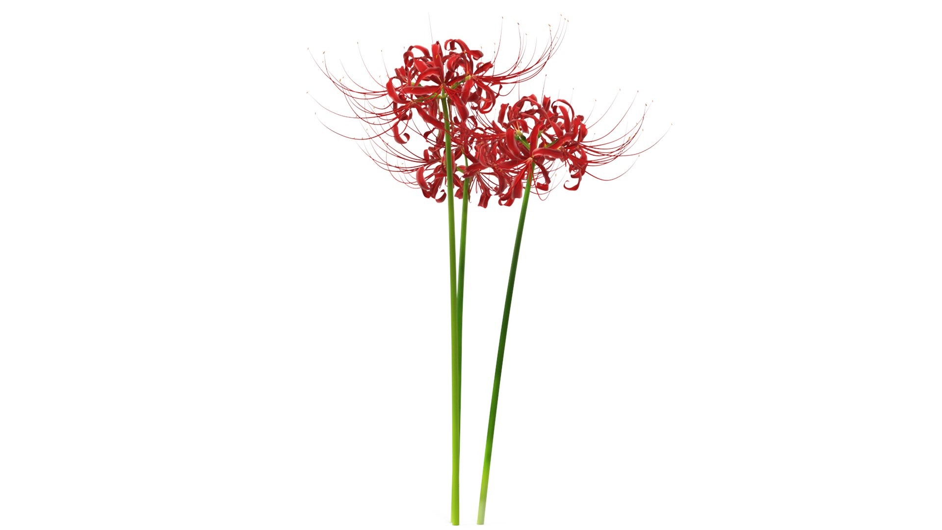 3D model Red Flowering Plants Collection 6 https://p.turbosquid.com/ts-thumb/RI/MPGNFK/CA/spiderlilyflowersbouquetvray3dmodel001/jpg/1679402393/1920x1080/fit_q87/7cdaab833403ab6a4396d78b73dff5e96e7d2236/spiderlilyflowersbouquetvray3dmodel001.jpg
