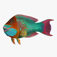 Rainbow Parrot Fish Pose 2 3D Model