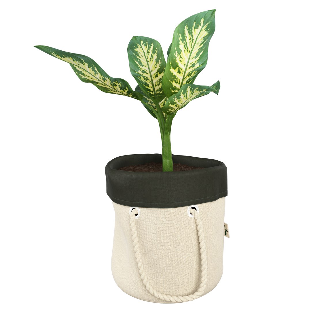 plant dieffenbachia model https://p.turbosquid.com/ts-thumb/RI/TparBI/89wjVsXY/3/jpg/1593766506/1920x1080/fit_q87/6c0aa2b8a4501af6328fda4c610352a513200b2c/3.jpg