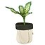 Ikea Botanisk Dieffenbachia