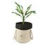 Ikea Botanisk Dieffenbachia