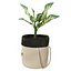 Ikea Botanisk Dieffenbachia