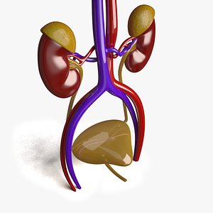 Urinary System - Human Anatomy
