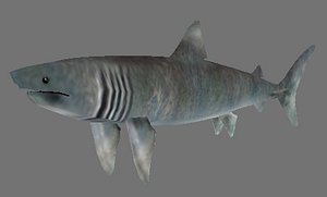 Basking shark