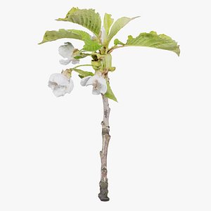 Prunus Avium Wild Cherry Rosaceae Sprout 2 Remastered 3D model