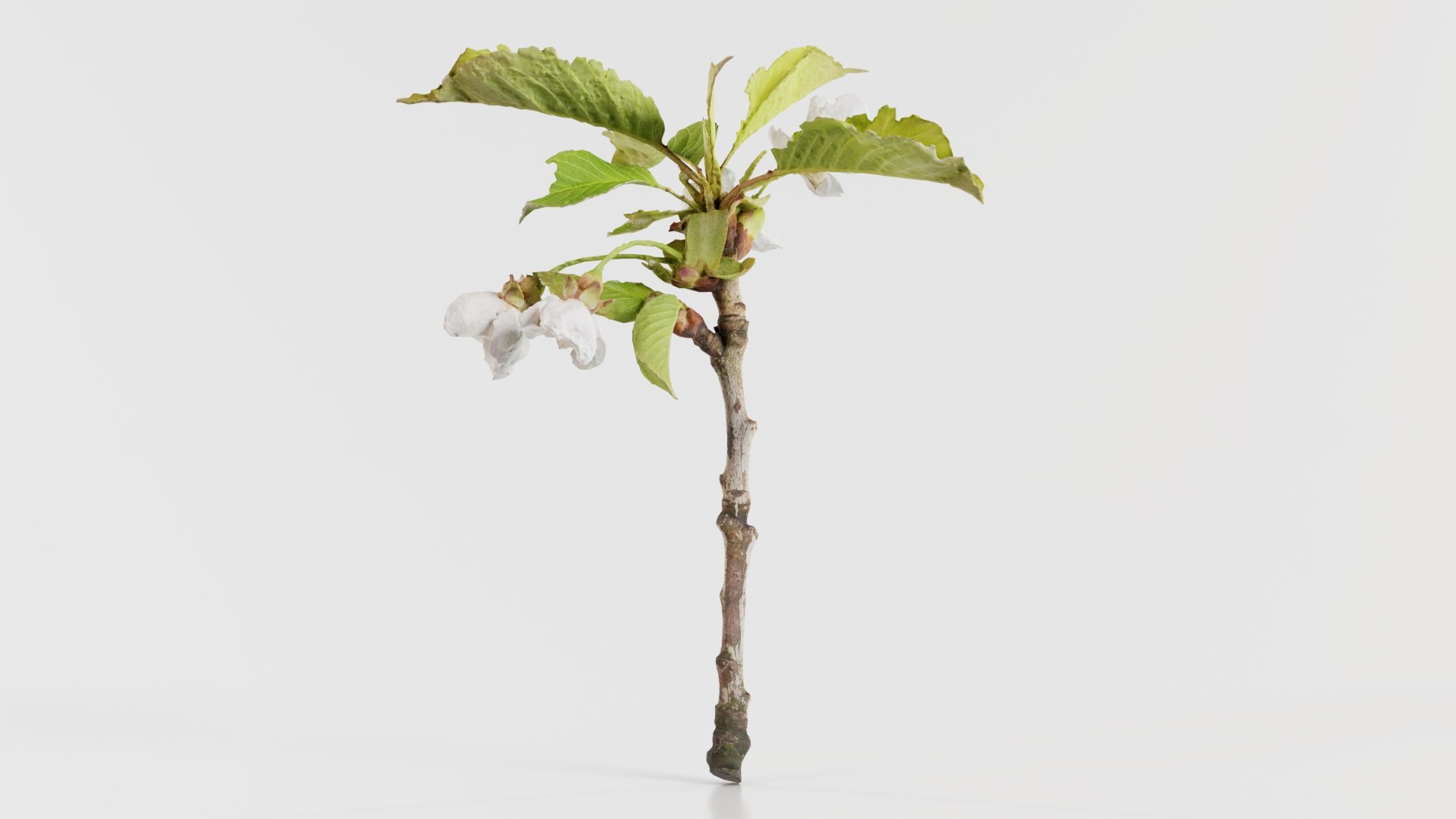 Prunus Avium Wild Cherry Rosaceae Sprout 2 Remastered 3D Model ...