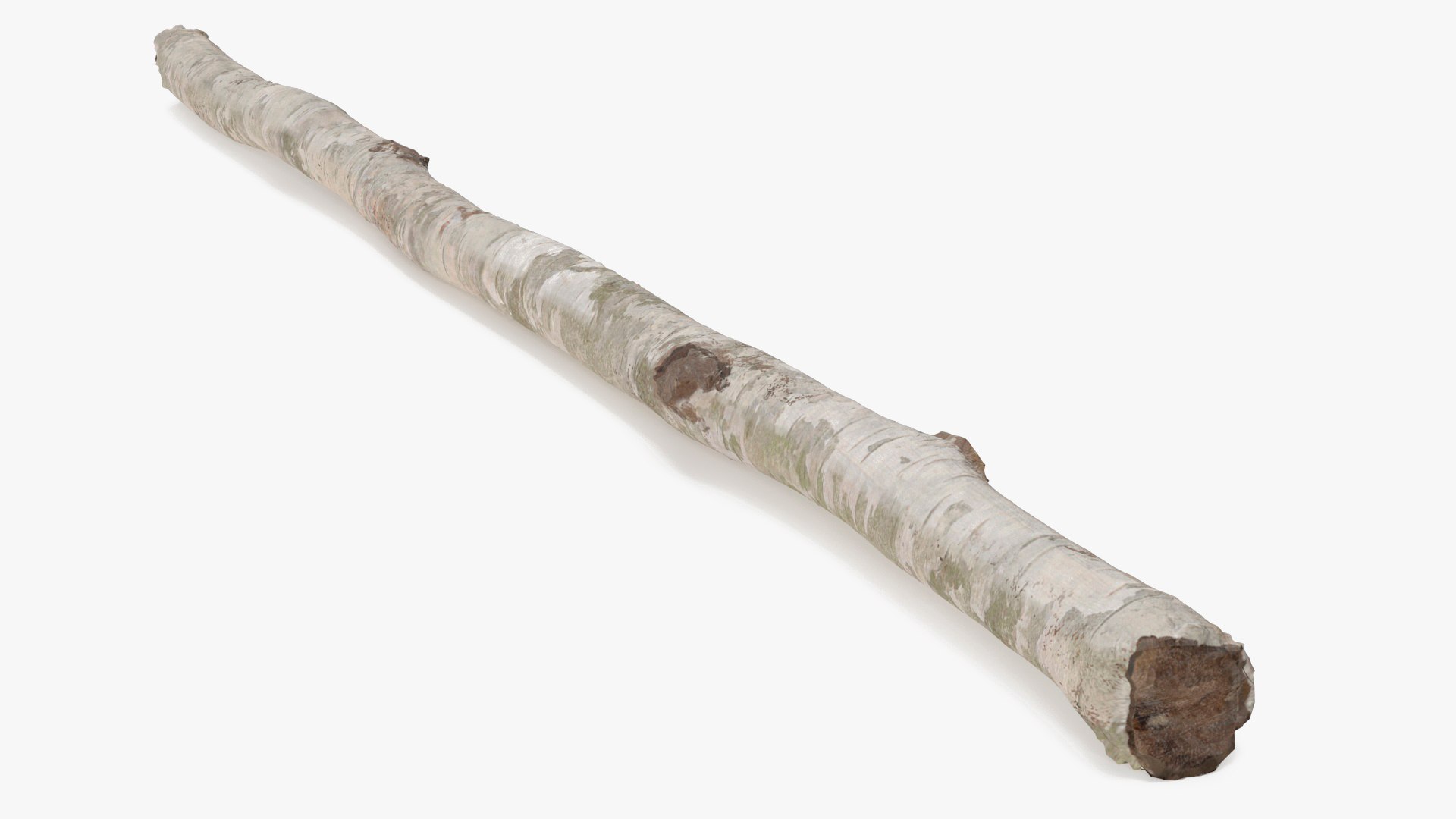 Single White Birch Pole 3D model preview