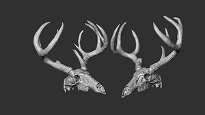 White-Tailed Deer Skull With Antlers 3D print model 3D