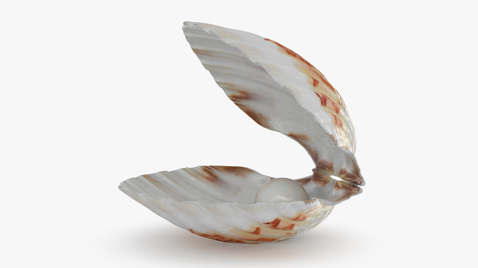 Clam Shell Pearl 02 3D Model - TurboSquid 2223923