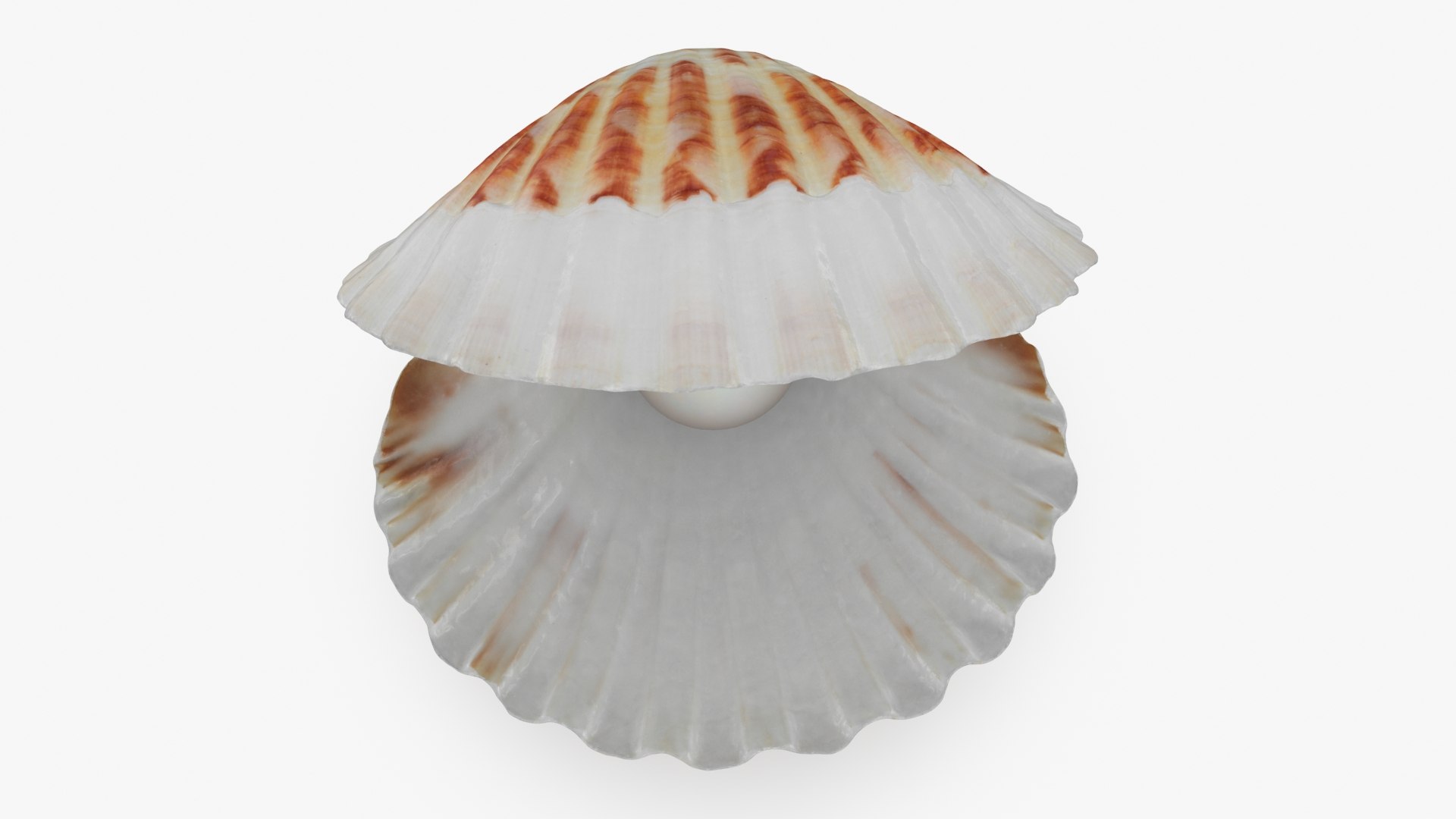 Clam Shell Pearl 02 3D model https://p.turbosquid.com/ts-thumb/RI/tcXjLl/Ao/clamshell02_b0018/jpg/1725448533/1920x1080/fit_q87/8b21b4e281d8221f1264e78d9423dd246d3ca0b3/clamshell02_b0018.jpg