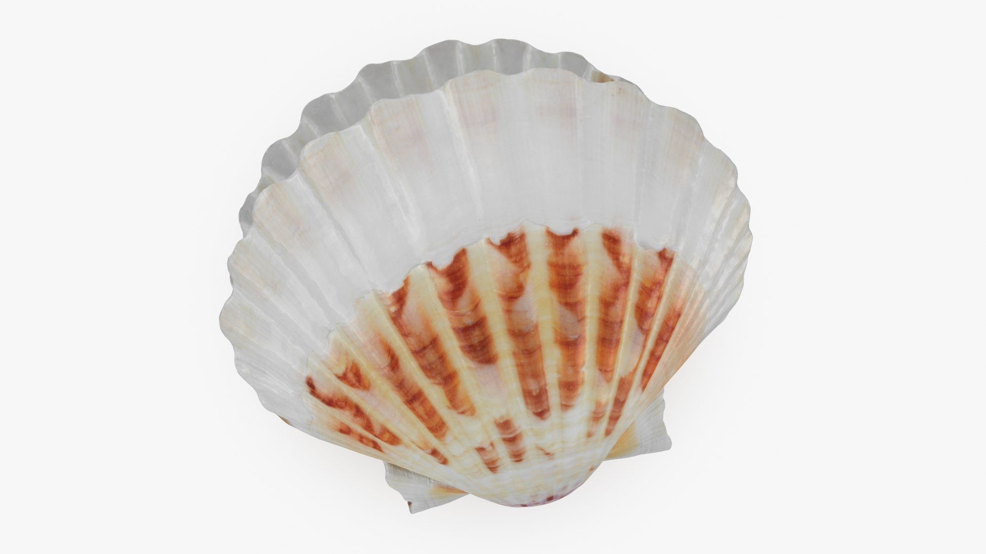 Clam Shell Pearl 02 3D model https://p.turbosquid.com/ts-thumb/RI/tcXjLl/Pf/clamshell02_b0016/jpg/1725448533/1920x1080/fit_q87/f45c7dd56378f1f82cca2087d0454498317d82bf/clamshell02_b0016.jpg