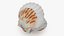 Muschelschale Perle 02