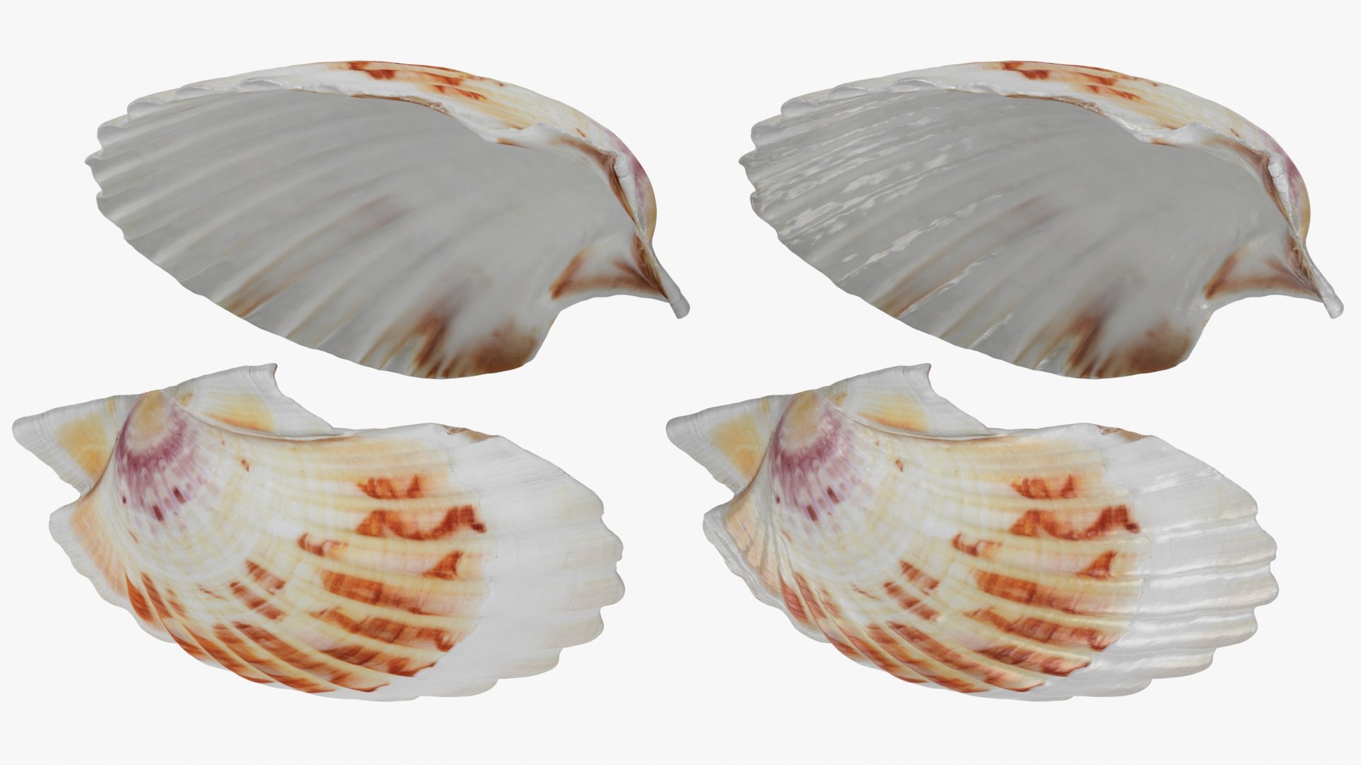 Clam Shell Pearl 02 3D model https://p.turbosquid.com/ts-thumb/RI/tcXjLl/df/clamshell02_b0025/jpg/1725448540/1920x1080/fit_q87/7cb78104d97fd4739707d15754051eb992595d7e/clamshell02_b0025.jpg