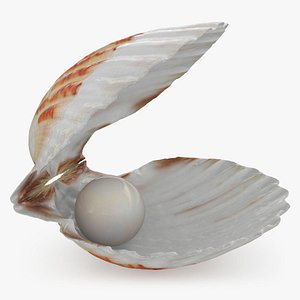 Clam Shell Pearl 02 3D model