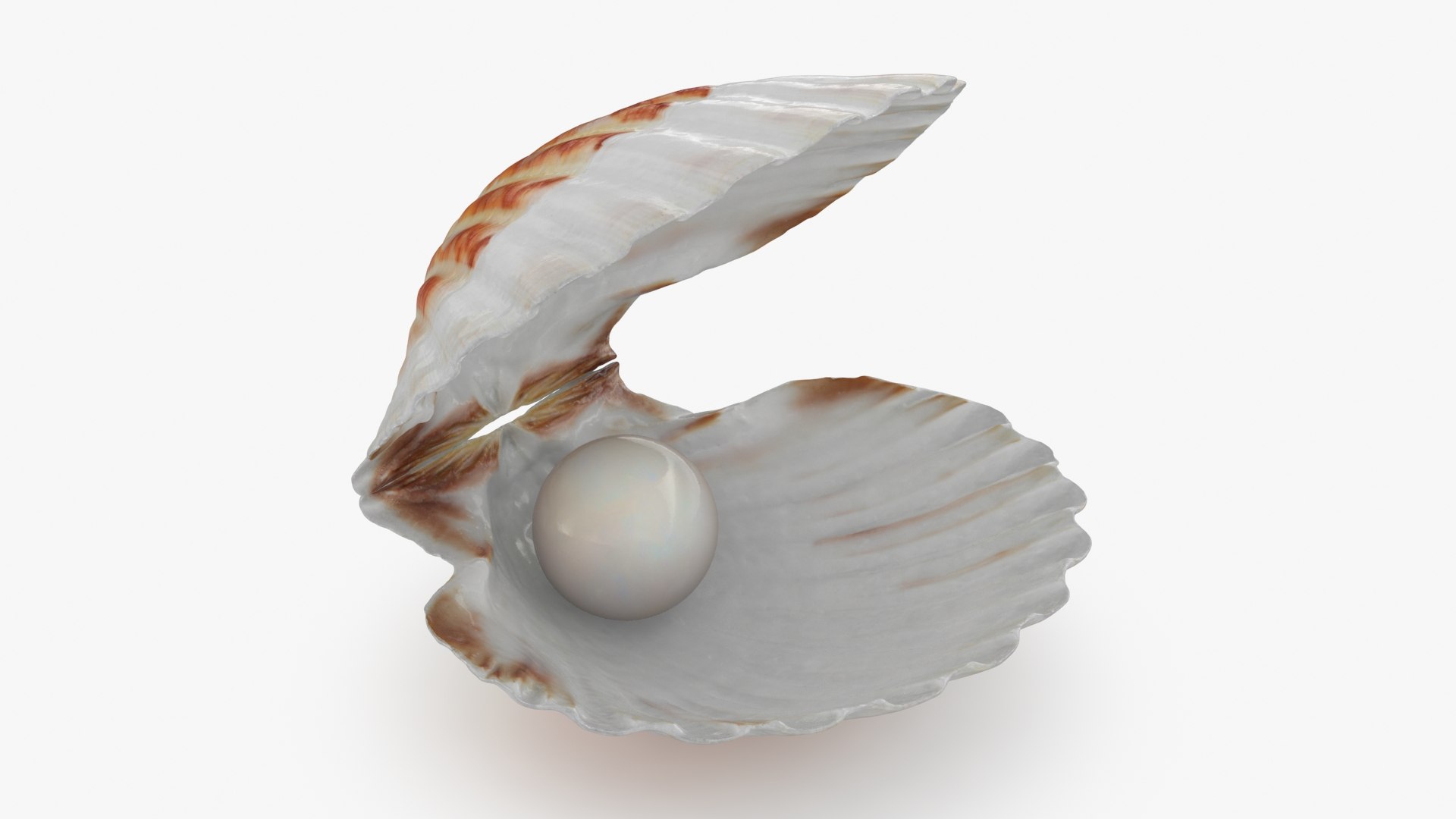 Clam Shell Pearl 02 3D model https://p.turbosquid.com/ts-thumb/RI/tcXjLl/jU/clamshell02_b0004/jpg/1725448524/1920x1080/fit_q87/b9a86e7deb62801825b190357c5c02c4812f758a/clamshell02_b0004.jpg