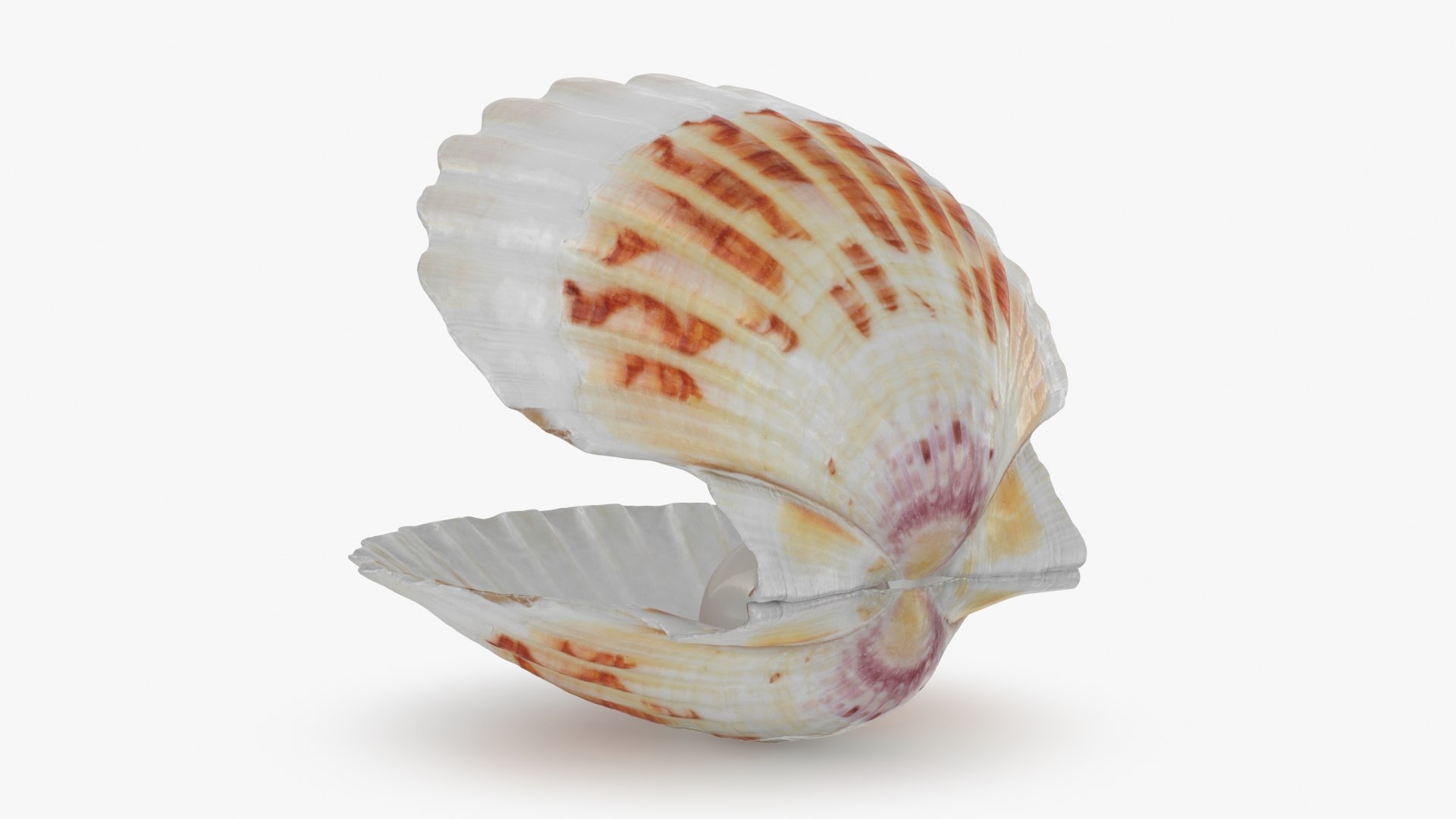 Clam Shell Pearl 02 3D model https://p.turbosquid.com/ts-thumb/RI/tcXjLl/tQ/clamshell02_b0002/jpg/1725448525/1920x1080/fit_q87/9eacf9281aebef083001858e8b00397a90168cb9/clamshell02_b0002.jpg