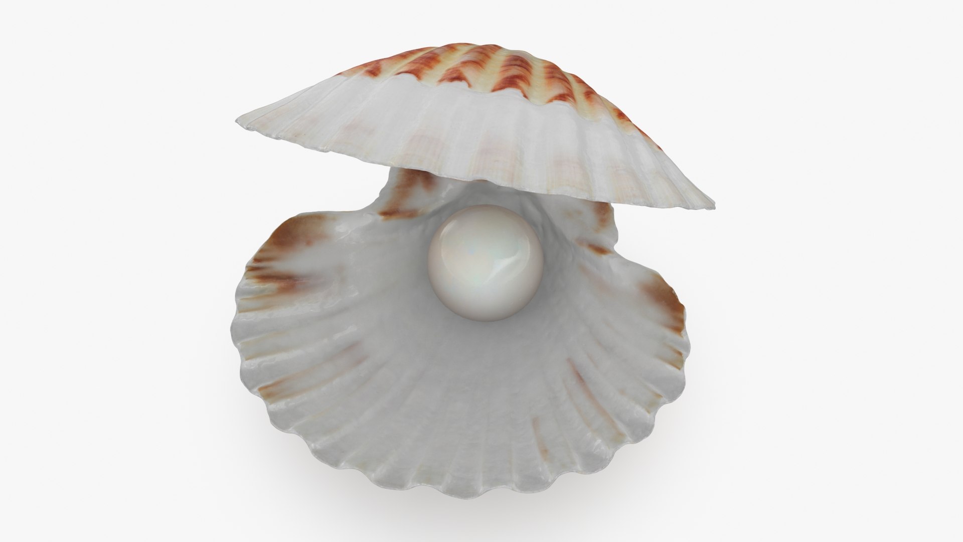 Clam Shell Pearl 02 3D model https://p.turbosquid.com/ts-thumb/RI/tcXjLl/w5/clamshell02_b0000/jpg/1725448522/1920x1080/fit_q87/6c035f94b4b27df5ad03a911ec4333b828556316/clamshell02_b0000.jpg