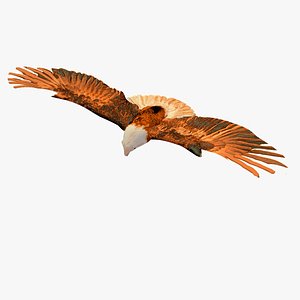 Golden Eagle Flying Animated