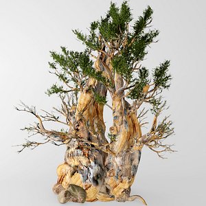 bristlecone pine max