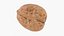 Kolekcja Orzechów Włoskich