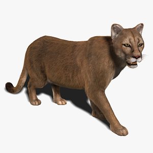 maya cougar rigged fur