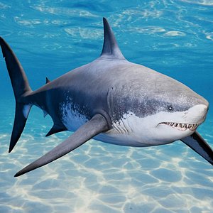 Detailed Megalodon Shark model