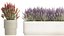 Collection flowers bush rosemary lavender Calluna 3D model