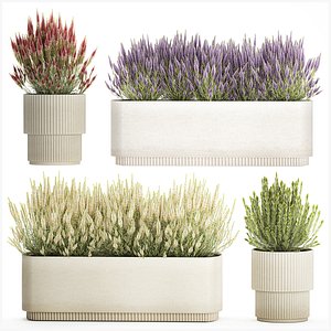 Collection flowers bush rosemary lavender Calluna 3D model