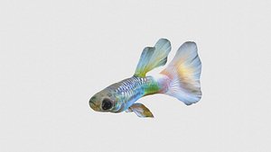 3D Low Poly Guppy Rigged With Realistic Texture model