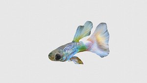 Low Poly Guppy Rigged With Realistic Texture