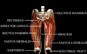Hip Joint with Muscles