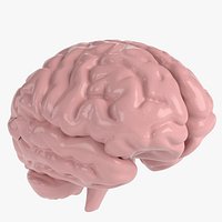 Anatomy - Human Brain Cerebrum Cerebellum Brain Stem