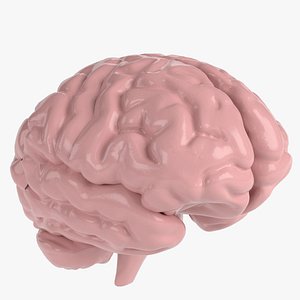 Anatomy - Human Brain Cerebrum Cerebellum Brain Stem