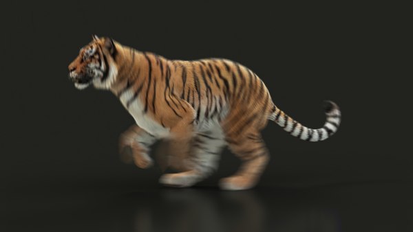 Bengal tiger xgen animation 3D model - TurboSquid 1643030