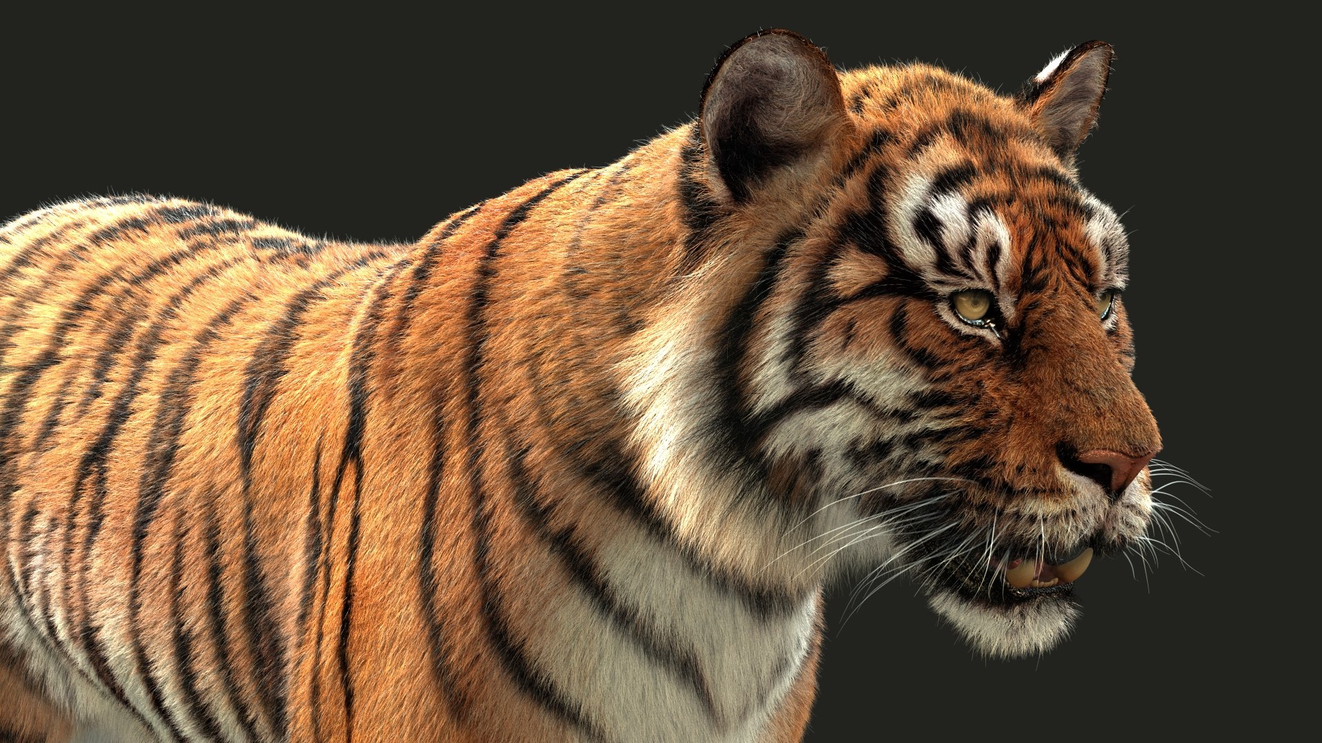 3D bengal tiger animation fur - TurboSquid 1481168